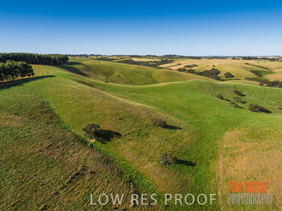 November 2019 / SHEEP_3090