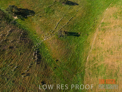 November 2019 / SHEEP_3091