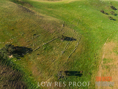 November 2019 / SHEEP_3092