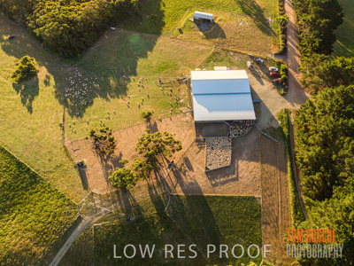 November 2019 / SHEEP_3097