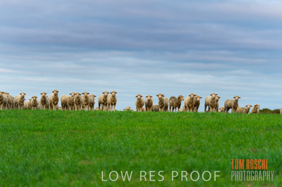 June 2020 / SHEEP_3122