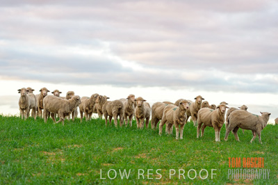 June 2020 / SHEEP_3123