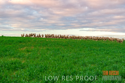 June 2020 / SHEEP_3124