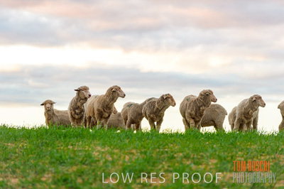 June 2020 / SHEEP_3125