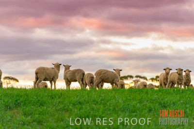 June 2020 / SHEEP_3126