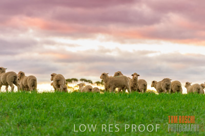 June 2020 / SHEEP_3127