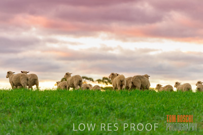 June 2020 / SHEEP_3128