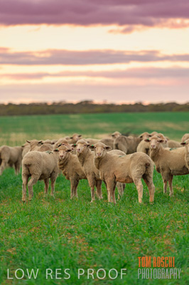 June 2020 / SHEEP_3129