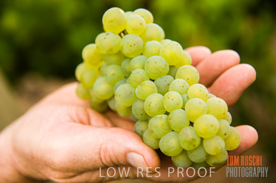 March 2009 / Grapes_Hand-2