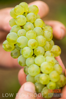 March 2009 / Grapes_Hand