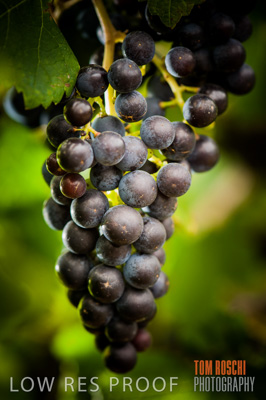 March 2009 / Grapes_Red-2