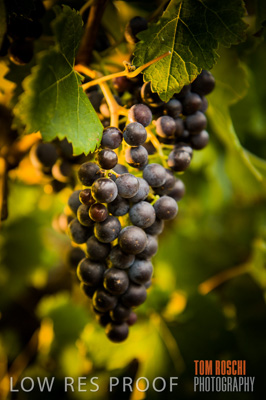 March 2009 / Grapes_Red