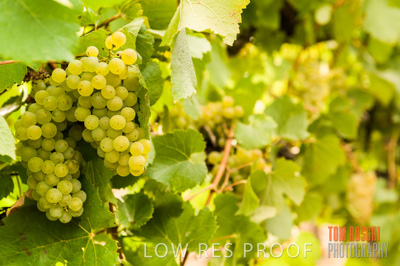 March 2009 / Grapes_White-11