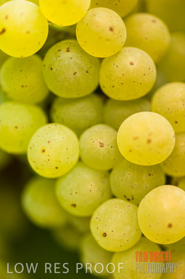 March 2009 / Grapes_White-14