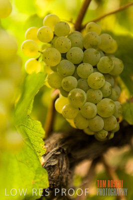 March 2009 / Grapes_White-15