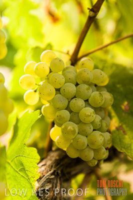 March 2009 / Grapes_White-16