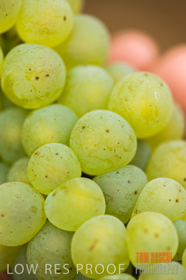 March 2009 / Grapes_White-9