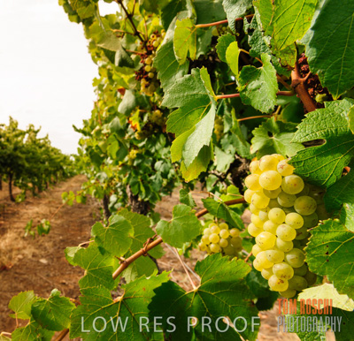 March 2009 / Grapes_White