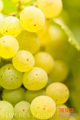 March 2009 / Katnook_019_090302