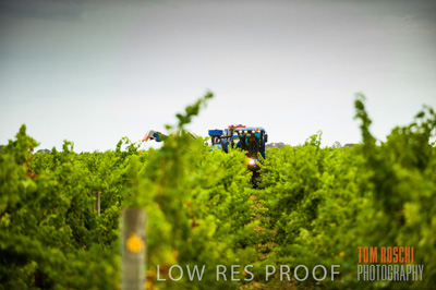 March 2009 / Katnook_047_090303