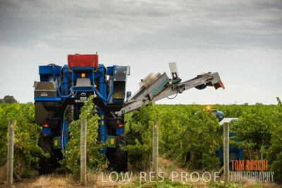 March 2009 / Katnook_054_090303