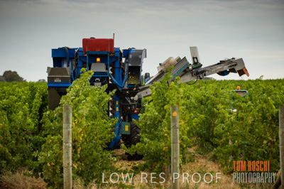 March 2009 / Katnook_055_090303