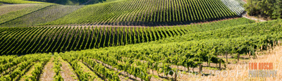 February 2016 / Vineyards_Australia-26-Pano