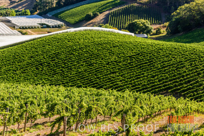 February 2016 / Vinyards_Lemswood_Australia-12