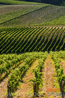 February 2016 / Vinyards_Lemswood_Australia-7