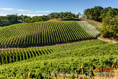 February 2016 / Vinyards_Lemswood_Australia