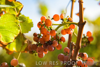 March 2020 / _85N2775