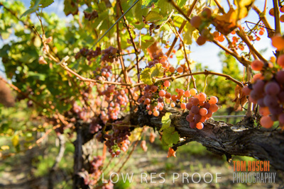 March 2020 / _85N2776