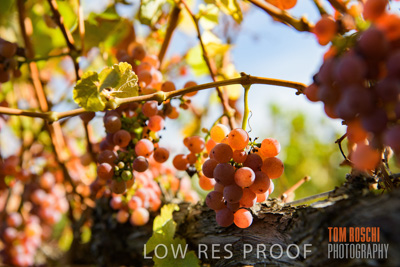 March 2020 / _85N2779