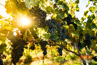 March 2020 / _85N2822