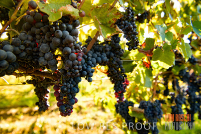 March 2020 / _85N2862