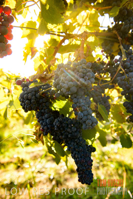 March 2020 / _85N2863