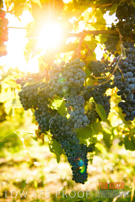 March 2020 / _85N2874