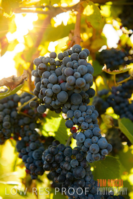 March 2020 / _85N2889