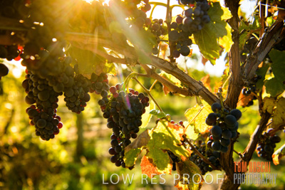 March 2020 / _85N2913