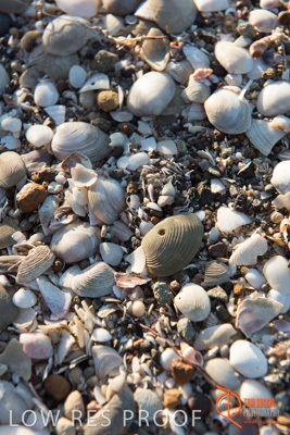 January 2016 / BEACH_OCEAN_142__160131_DSC_4228