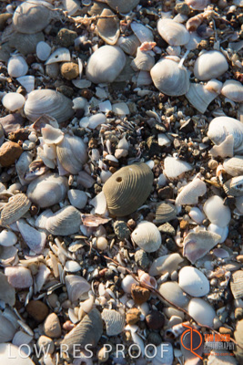 January 2016 / BEACH_OCEAN_143__160131_DSC_4227