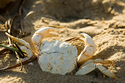 February 2008 / HINDMARSH ISLAND 080_080212