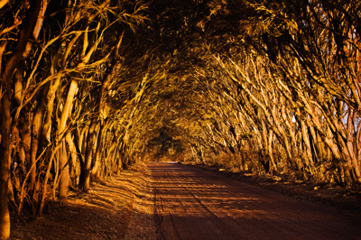 October 2006 / LANDSCAPES_SA_071__061015_CAPTAIN'S_REST-368-c_WILLOUGHBY_ROAD_EAST-061015_(1)