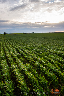 September 2014 / SA_RURAL_017__140908_VITERRA_GLENVALE_FARMS_253_140908