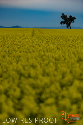September 2014 / SA_RURAL_022__140908_VITERRA_GLENVALE_FARMS_028_140908