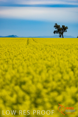 September 2014 / SA_RURAL_024__140908_VITERRA_GLENVALE_FARMS_026_140908
