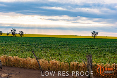 September 2014 / SA_RURAL_029__140908_VITERRA_GLENVALE_FARMS_010_140908