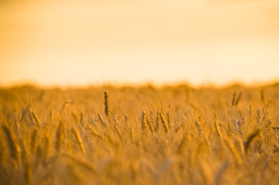 October 2013 / SA_RURAL_042__131010_091118_SHERWELL_226