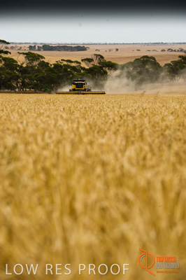 November 2009 / SA_RURAL_089__091118_091118_VITERA_BUTE_SA_050