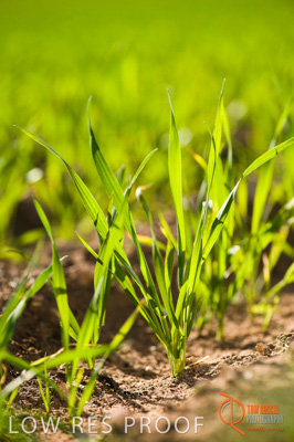 July 2009 / SA_RURAL_095__090709_ABB_GRAIN_264_090709
